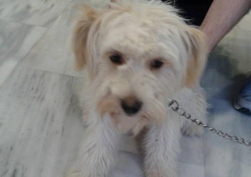 &Beta;&rho;έ&theta;&eta;&kappa;&epsilon; &mu;&pi;&epsilon;&zeta; &sigma;&kappa;&upsilon;&lambda;ά&kappa;&iota;, &Alpha;&gamma;ί&alpha; &Beta;&alpha;&rho;&beta;ά&rho;&alpha; &Alpha;&tau;&tau;&iota;&kappa;ή