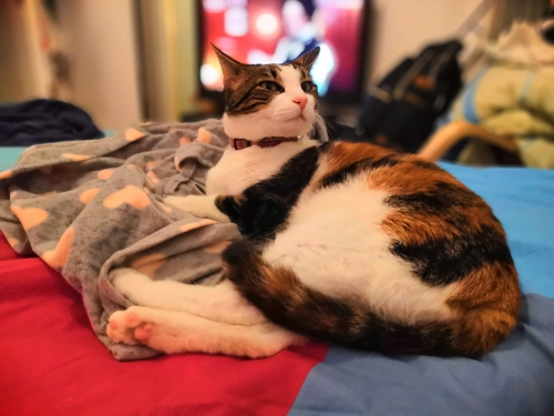 Χάθηκε η Πένυ