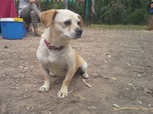 Βρέθηκε σήμερα Κυριακή 20/5/2017 θηλυκό σκυλάκι (μικρού μεγέθους) στην περιοχή Αγ. Γεωργίου Κουταλά Υμητού (Δάσος Καισαριανής)