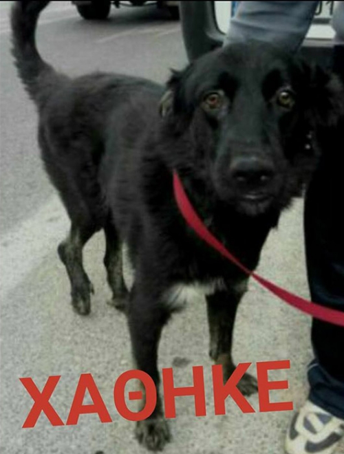 &Chi;ά&theta;&eta;&kappa;&epsilon; &mu;&alpha;ύ&rho;&omicron;&sigmaf; &sigma;&kappa;ύ&lambda;&omicron;&sigmaf;, &Pi;&alpha;&iota;&alpha;&nu;ί&alpha;