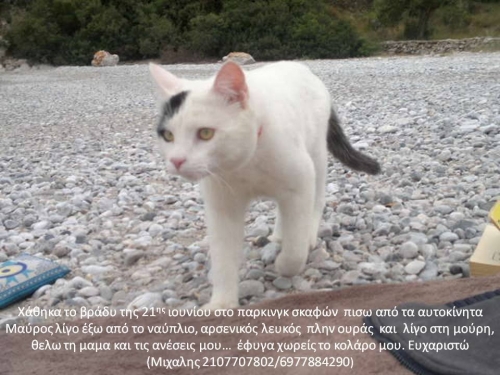 &Chi;ά&theta;&eta;&kappa;&epsilon; &lambda;&epsilon;&upsilon;&kappa;ό&sigmaf; &Gamma;ά&tau;&omicron;&sigmaf;, &Nu;&alpha;ύ&pi;&lambda;&iota;&omicron;