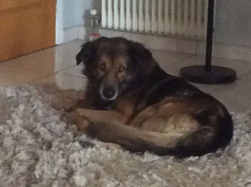 &Chi;ά&theta;&eta;&kappa;&epsilon; &sigma;&kappa;ύ&lambda;&omicron;&sigmaf;, &Eta;&lambda;&iota;&omicron;ύ&pi;&omicron;&lambda;&eta;