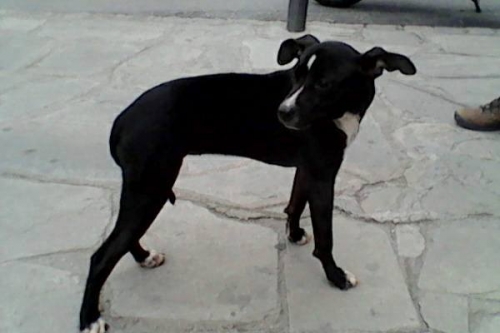 Χάθηκε θηλυκός μαύρος σκύλος, Άνω Πόλη Θεσ/νίκη