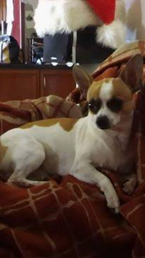 &Chi;ά&theta;&eta;&kappa;&epsilon; ά&sigma;&pi;&rho;&omicron; &kappa;&alpha;&phi;έ &Tau;&sigma;&iota;&omicron;&upsilon;ά&omicron;&upsilon;&alpha;