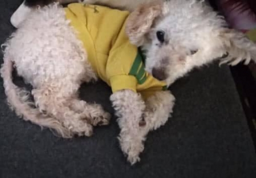 Χάθηκε αρσενικό Γκριφόν, Διόνυσος