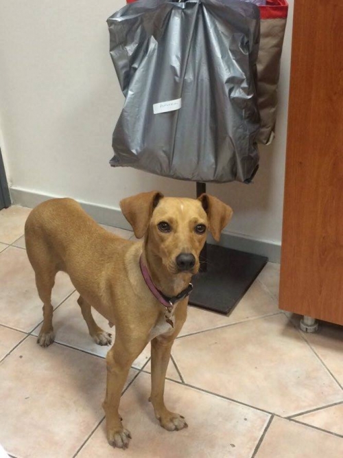 &Chi;ά&theta;&eta;&kappa;&epsilon; &mu;&pi;&epsilon;&zeta; &theta;&eta;&lambda;&upsilon;&kappa;ό &sigma;&kappa;&upsilon;&lambda;ά&kappa;&iota;