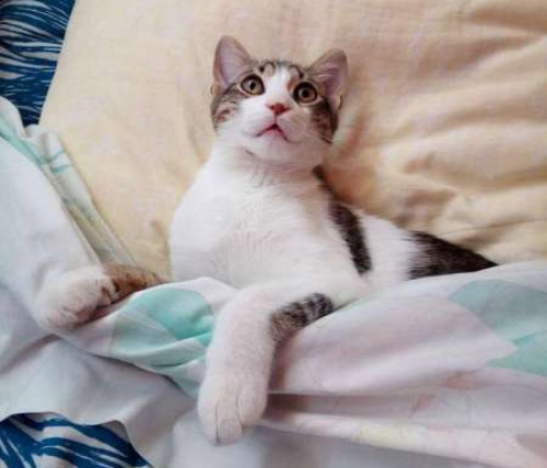 &Chi;ά&theta;&eta;&kappa;&epsilon; o &gamma;ά&tau;&omicron;&sigmaf; Casper, &Sigma;&epsilon;&pi;ό&lambda;&iota;&alpha;-&Kappa;&omicron;&lambda;&omega;&nu;ό&sigmaf;