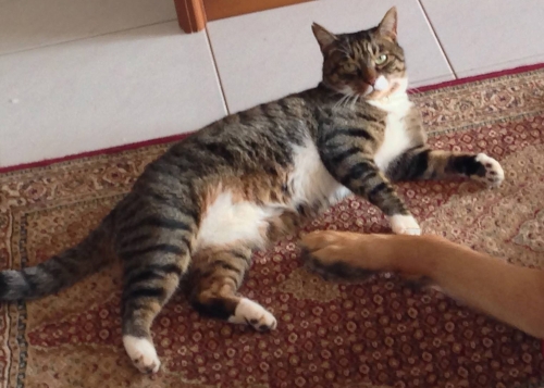 &Chi;ά&theta;&eta;&kappa;&epsilon; &gamma;ά&tau;&omicron;&sigmaf;, &Zeta;&omega;&gamma;&rho;ά&phi;&omicron;&upsilon;