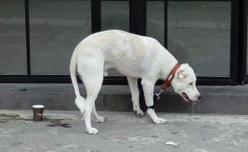 Βρέθηκε Λευκός σκύλος, Ταύρος