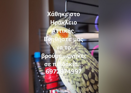 Χάθηκε παπαγάλος Κοκατίλ, Ν. Ηράκλειο