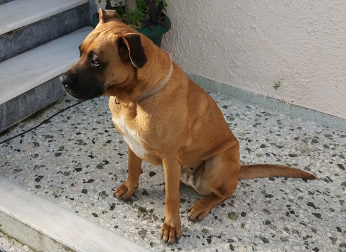 Βρέθηκε καφέ σκύλος, Κάτω Χαλάνδρι