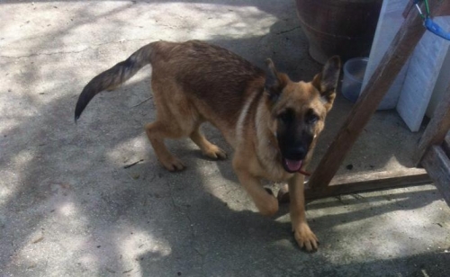 &Chi;ά&theta;&eta;&kappa;&epsilon; &alpha;&rho;&sigma;&epsilon;&nu;&iota;&kappa;ό &Lambda;&upsilon;&kappa;ό&sigma;&kappa;&upsilon;&lambda;&omicron;, &Alpha;&rho;&chi;&alpha;ί&alpha; &Kappa;ό&rho;&iota;&nu;&theta;&omicron;&sigmaf;