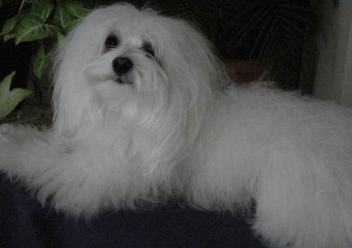 &Chi;ά&theta;&eta;&kappa;&epsilon; &Mu;&alpha;&lambda;&tau;έ&zeta;, &Theta;έ&rho;&mu;&eta;