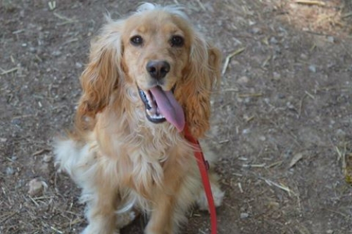 Χάθηκε μπεζ Κόκερ, Θρακομακεδώνες