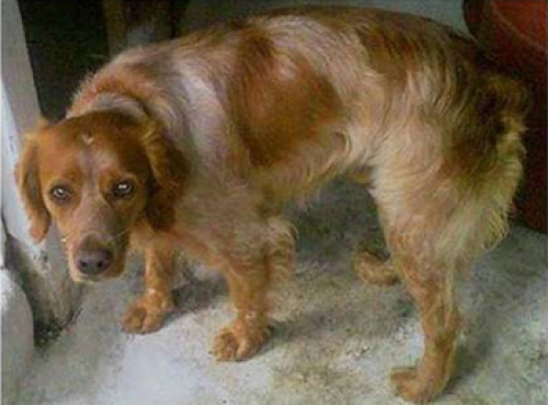 Χάθηκε καφετί σκυλάκι, Βριλλήσια