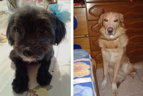 &Kappa;&lambda;ά&pi;&eta;&kappa;&alpha;&nu; 2 &sigma;&kappa;&upsilon;&lambda;&iota;&alpha;, &Beta;ό&lambda;&omicron;&sigmaf;