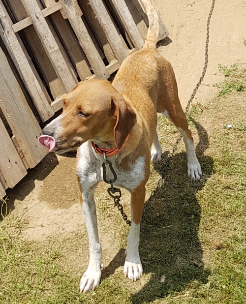 χάθηκε σκύλα στην μπαρα Έβρου