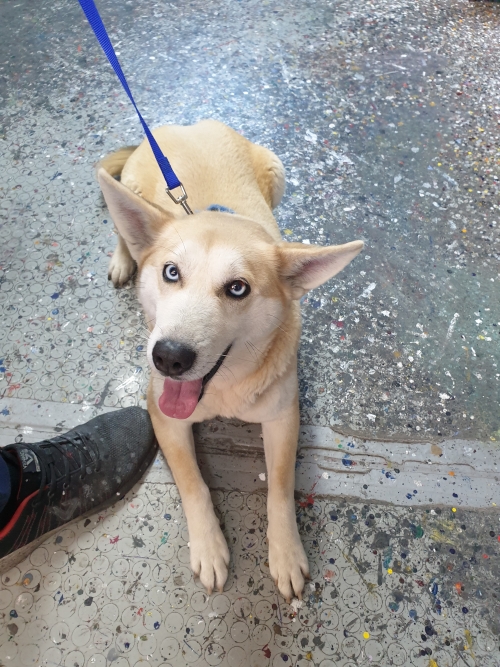 Βρέθηκε ημίαιμο χασκι