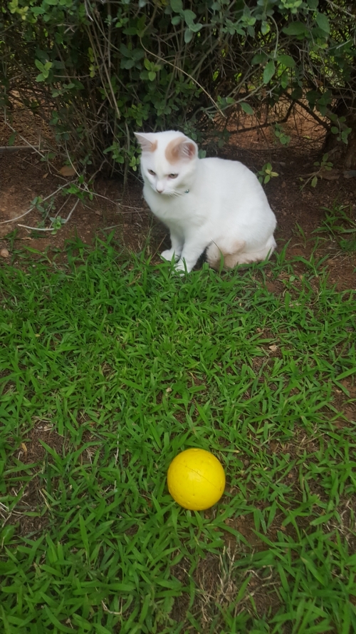 Χάθηκε Γάτος στην Νέα Κηφισιά, Γ. Λύρα πλησίον Σκλαβενίτη