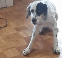 Βρέθηκε ασπρόμαυρος σκύλος, Χαλάνδρι