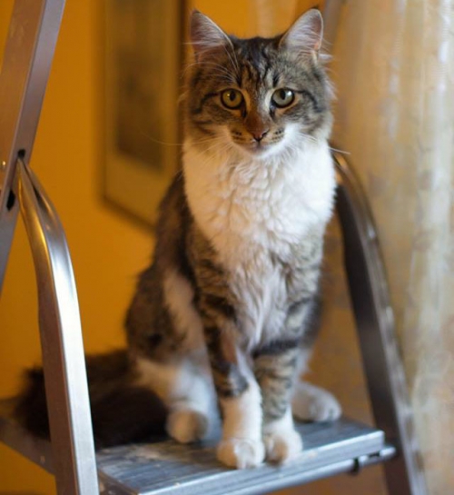 &Chi;ά&theta;&eta;&kappa;&epsilon; &gamma;ά&tau;&alpha;, &Omega;&rho;&alpha;&iota;ό&kappa;&alpha;&sigma;&tau;&rho;&omicron; &Theta;&epsilon;&sigma;/&nu;ί&kappa;&eta;&sigmaf;