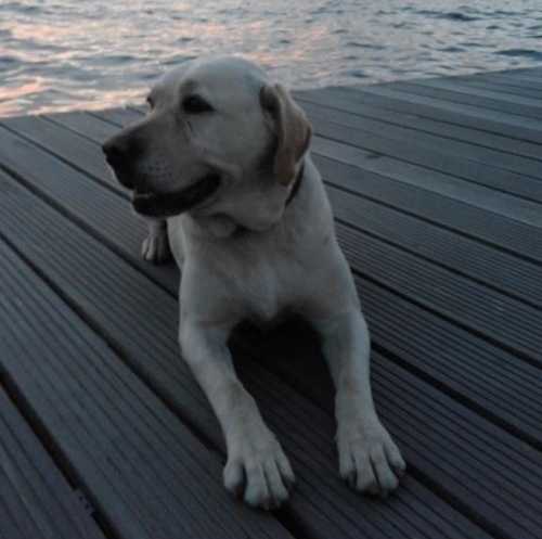 Χάθηκε Λάμπραντορ, Ωραιόκαστρο