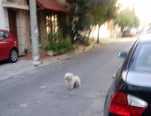 &Beta;&rho;έ&theta;&eta;&kappa;&epsilon; ά&sigma;&pi;&rho;&omicron; &sigma;&kappa;&upsilon;&lambda;ά&kappa;&iota;