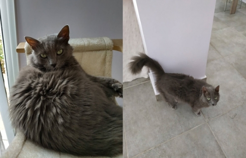 Χάθηκε γάτα Νέμπελουνγκ, Ίλιον