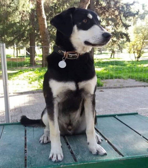 Χάθηκε σκύλος, Μενίδι