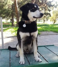 &Chi;ά&theta;&eta;&kappa;&epsilon; &sigma;&kappa;ύ&lambda;&omicron;&sigmaf;, &Mu;&epsilon;&nu;ί&delta;&iota;