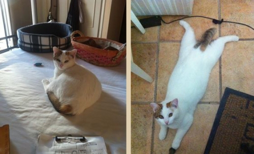 Χάθηκε άσπρη - καφέ γάτα, Σπάτα