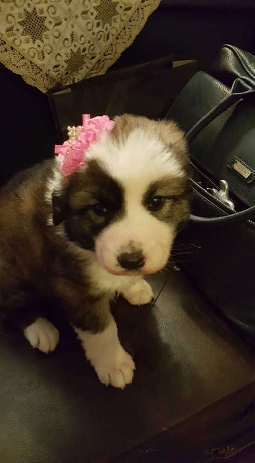 Χάθηκε κουτάβι μπεζ λευκό