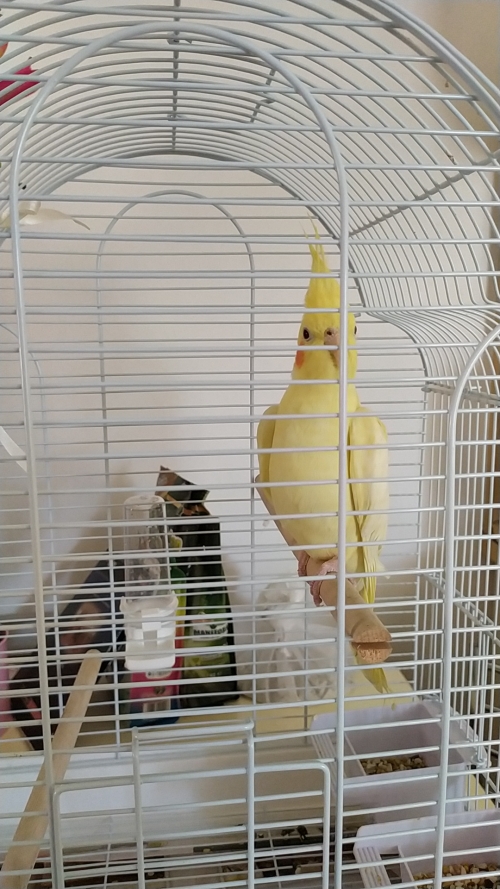 ΧΑΘΗΚΕ ΚΟΚΑΤΙΛ (ΠΑΠΑΓΑΛΑΚΙ)  ΣΤΗΝ ΠΕΤΡΟΥΠΟΛΗ