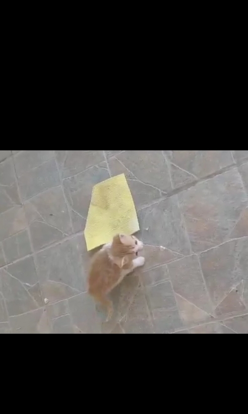 Χάθηκε γατάκι κοντά στον κάμπο Ωρωπού