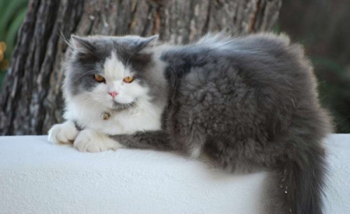 Χάθηκε γάτα Αγκύρας, Αχαρνές