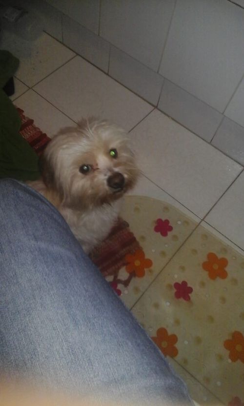 &Chi;ά&theta;&eta;&kappa;&epsilon; ά&sigma;&pi;&rho;&omicron; &sigma;&kappa;&upsilon;&lambda;ά&kappa;&iota;