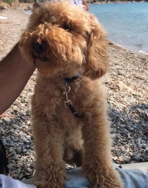 Χάθηκε αρσενικό Κανίς, Διόνυσος