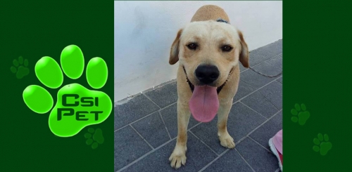 Βρέθηκε αρσενικό Λάμπραντορ, Λήμνος