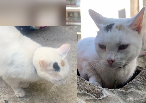 Χάθηκε λευκή γάτα, Παγκράτι