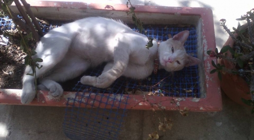 &Chi;ά&theta;&eta;&kappa;&epsilon; ά&sigma;&pi;&rho;&omicron; &mu;&pi;&epsilon;&zeta; &Gamma;&alpha;&tau;ά&kappa;&iota;, &Nu;ί&kappa;&alpha;&iota;&alpha;