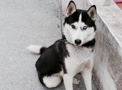 Χάθηκε Σκύλος, αρσενικό Χάσκυ, Ξάνθη