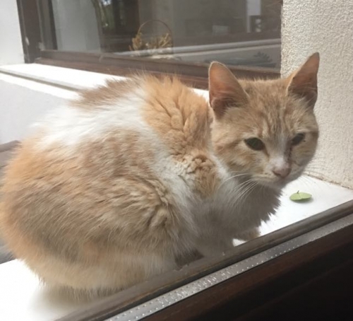 Βρέθηκε γατούλα