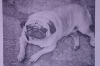 &Chi;ά&theta;&eta;&kappa;&epsilon; &Sigma;&kappa;ύ&lambda;&omicron;&sigmaf;, &alpha;&rho;&sigma;&epsilon;&nu;&iota;&kappa;ό PUG, &Gamma;&alpha;&lambda;ή&nu;&eta; &Omega;&rho;&alpha;&iota;&omicron;&kappa;ά&sigma;&tau;&rho;&omicron;&upsilon;