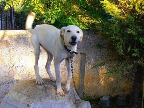 &Chi;ά&theta;&eta;&kappa;&epsilon; &eta;&mu;ί&alpha;&iota;&mu;&omicron; &Lambda;ά&mu;&pi;&rho;&alpha;&nu;&tau;&omicron;&rho;, &Omega;&rho;&omicron;&pi;ό&sigmaf;