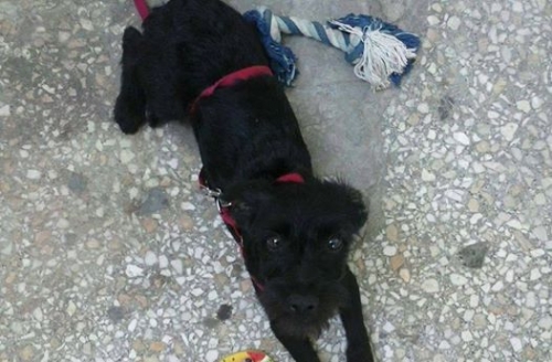 &Chi;ά&theta;&eta;&kappa;&epsilon; &Gamma;&kappa;&rho;&iota;&phi;ό&nu; &Kappa;&alpha;&nu;ί&sigmaf;, &Beta;ύ&rho;&omega;&nu;&alpha;&sigmaf;