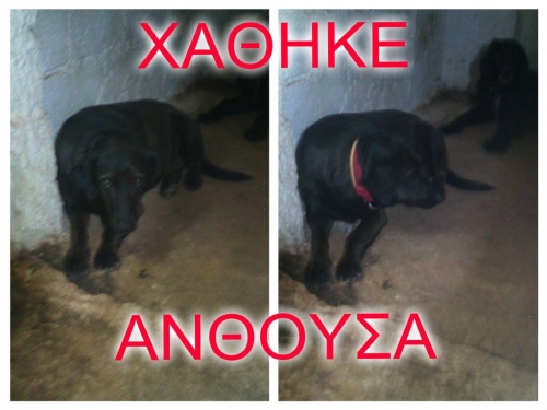 &Chi;ά&theta;&eta;&kappa;&epsilon; &mu;&alpha;ύ&rho;&omicron; &theta;&eta;&lambda;&upsilon;&kappa;ό &sigma;&kappa;&upsilon;&lambda;ά&kappa;&iota;, &Alpha;&nu;&theta;&omicron;ύ&sigma;&alpha;