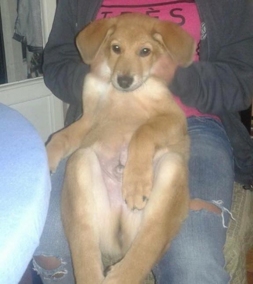 &Chi;ά&theta;&eta;&kappa;&epsilon; &mu;&pi;&epsilon;&zeta; &sigma;&kappa;&upsilon;&lambda;ά&kappa;&iota;, &Alpha;&chi;&alpha;&rho;&nu;ώ&nu;