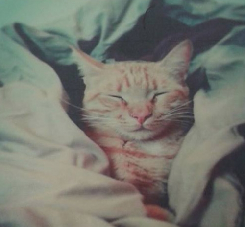 &Chi;ά&theta;&eta;&kappa;&epsilon; &kappa;&alpha;&nu;&epsilon;&lambda;ί &gamma;ά&tau;&omicron;&sigmaf;, &Chi;&alpha;&lambda;ά&nu;&delta;&rho;&iota;