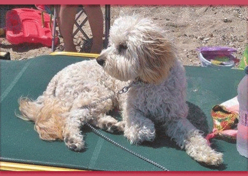 Χάθηκε άσπρο μπεζ σκυλάκι, Μαραθώνας