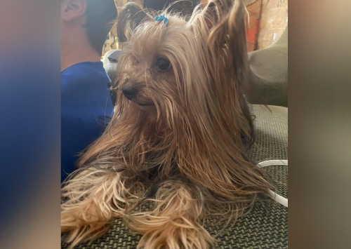 Βρέθηκε Γιορκσάιρ, Περιστέρι